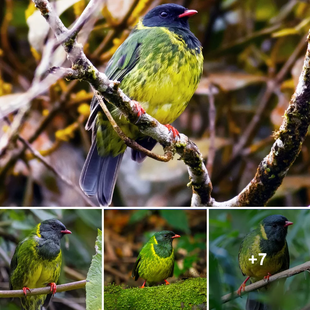 Elegant Avian Beauty of the Americas: The Graceful Green-Backed Bird with Black Wings and Head